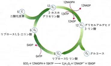 光合成(コウゴウセイ)とは？ 意味や使い方 