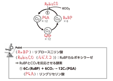 高校生物】「カルビン・ベンソン回路①」 