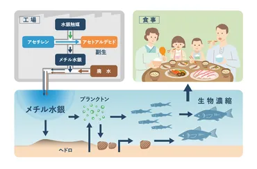 チッソと水俣病、その歴史と教訓は？水俣病の真相とは！？