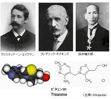 第29回ノーベル生理学・医学賞 エイクマン・ホプキンズ「ビタミンB1の発見 」 : サイエンスジャーナル