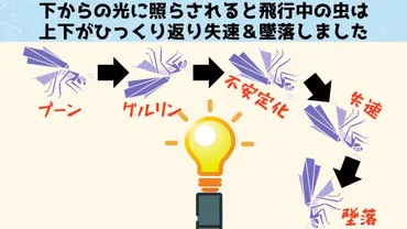 昆虫の光への集まり方、それは勘違い？背光反射の謎を解く！昆虫の光への集まり方の真相とは！？