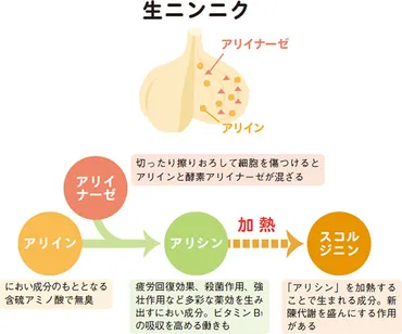 気になる！あの食品、あの成分 ニンニク 