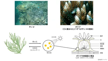 日本のサンゴ礁生態系とその保全 