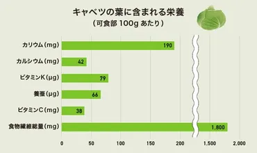 キャベツの栄養！葉と芯でどう違う？芯まで食す簡単レシピ付き