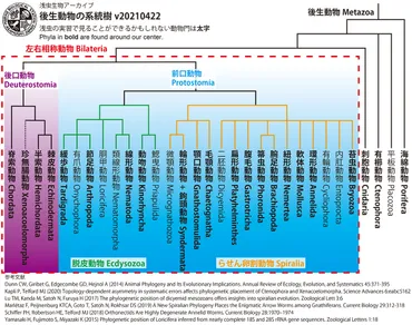 後生動物の系統Metazoan phylogeny 