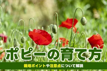 ポピーの花の育て方】 種類や栽培で注意するポイントも解説 