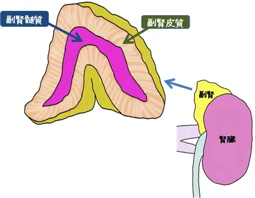 副腎とは 