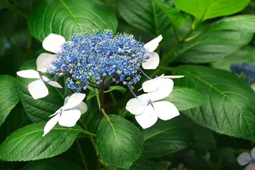 万葉集の紫陽花、実はプロポーズの歌だった！？大伴家持の紫陽花の歌とは！？