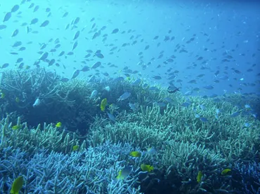 進みゆく海洋酸性化とサンゴ礁生態系への影響評価 − 最新の生物飼育実験系と高解像度観察技術で挑む 