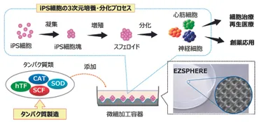 細胞治療・再生医療用 iPS細胞大量培養プラットフォームの開発 