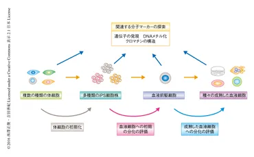 ヒトのiPS細胞の分化能はエピゲノムの状態により予測が可能である : ライフサイエンス 新着論文レビュー