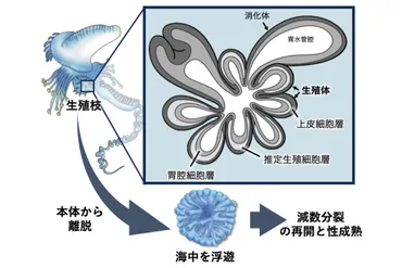 カツオノエボシの繁殖は一体どうなっているの？謎の繁殖方法とは！？