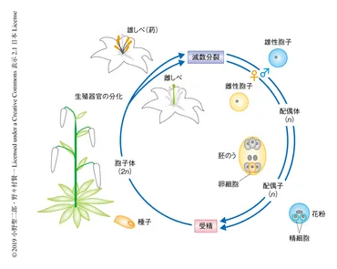 植物において減数分裂期に高発現するphasiRNAの産生経路および機能 : ライフサイエンス 領域融合レビュー