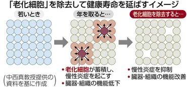 不老不死に挑む＞（3）「老化細胞」の除去 慢性炎症抑え 若さ保つ：東京新聞デジタル