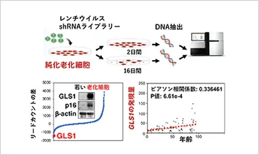 老化細胞を選択的に除去するGLS1阻害剤が加齢現象・老年病・生活習慣病を改善させることを証明 