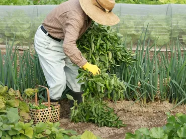 農業の種類と儲かる農作物を紹介！ 農業初心者におすすめの野菜は？