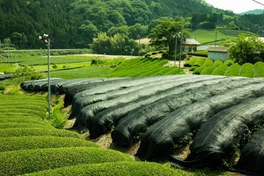 白川茶の魅力とは？深まるお茶の世界!!