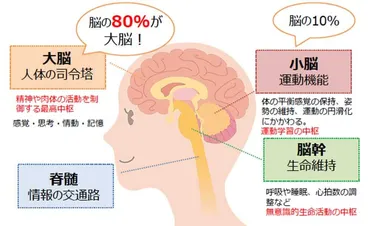 メタ認知能力を高める！脳の構造と機能から学ぶ、自分の人生を変える方法とは！？