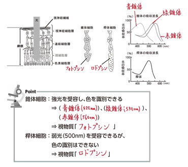 網膜の構造と機能: 視力の秘密を解き明かす？網膜とは！？