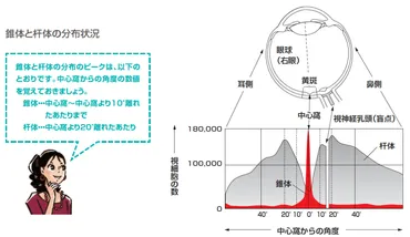 色を認知する視細胞のお話。 