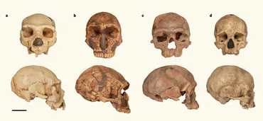 人類進化の謎を解く！新たな発見が示す驚愕の事実とは？人類進化史の常識が覆される!!