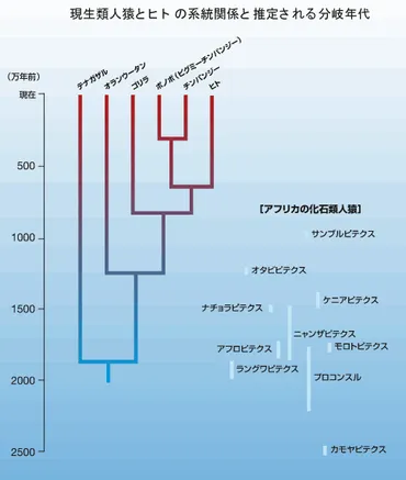 人類の起源