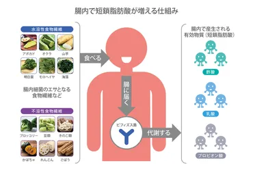 短鎖脂肪酸を増やすのは腸内にいる善玉菌の仕事。善玉菌を元気にする食物繊維とオリゴ糖をしっかり食べましょう 