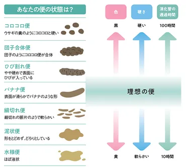 腸内環境の改善がカギ！免疫力を高める腸活