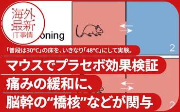 プラセボ効果ってホントに効くの？脳科学の視点から解説とは！？