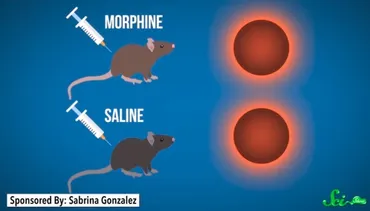 プラセボ（偽薬）効果はラットにも起こる それを観察する研究者にも起こる 