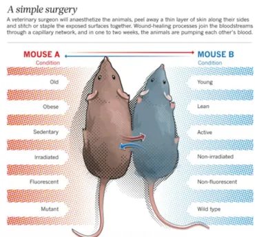 若い血液を輸血すると老化が止まる、若返りの分子を特定し不老不死の薬を開発 