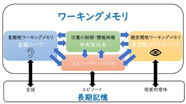 ワーキングメモリって知ってる？子どもの脳の発達に重要な役割を果たすらしいよ！ワーキングメモリの役割とは！？