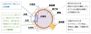 白内障と緑内障の違い、原因・症状・治療について