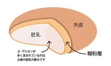 もち性の大麦「もち麦」と白米の栄養成分比較：健康にかかわる食物繊維とその他の栄養素 