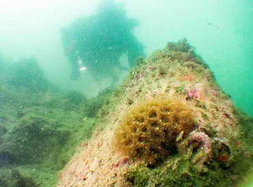 山形沖で造礁サンゴ発見、北限は80キロ北へ 低水温でも生息可能か