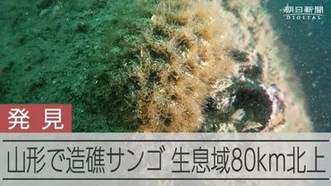 山形沖で造礁サンゴ発見、北限は80キロ北へ 低水温でも生息可能か 山形県：朝日新聞デジタル