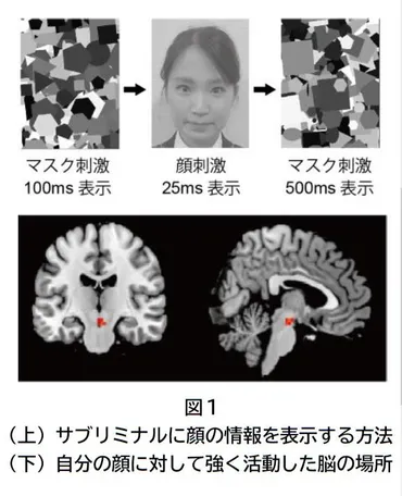 自分の顔を見るだけでドーパミンが出るってホント？脳科学が解き明かす顔の秘密自分の顔は、実は最強の報酬だった！？