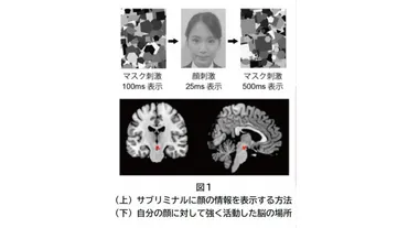 自分の顔を優先処理する脳の仕組み、大阪大学が発見 