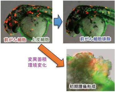 ゼブラフィッシュが解き明かす！がん発生と神経幹細胞の謎？生命の神秘とは！？