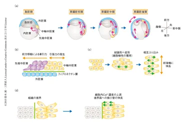 生物をかたちづくる細胞運動と細胞極性 : ライフサイエンス 領域融合レビュー