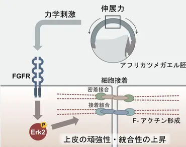 細胞は力刺激を受けると細胞間の接着を強くする？ – 力のシグナル伝達による発生制御 