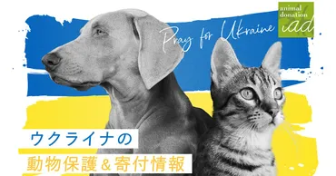 平和を願い、動物を愛する者として ウクライナの犬や猫たちのために出来ること 