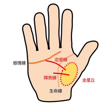 手相占い】金星丘の見方を解説！ そのふくらみが発達している人は愛情豊か？ 