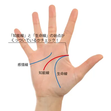 才能手相】知能線と生命線の始点がくっついている人は、組織の中で活躍する！ 