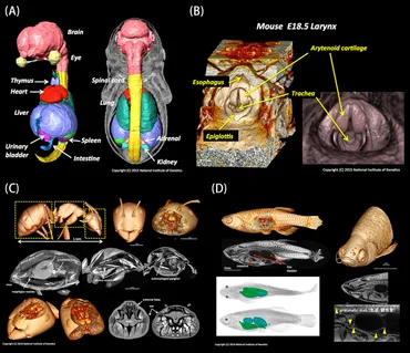 CTスキャン技術で生物の構造を3次元可視化！？生物の内部構造を鮮明に!!