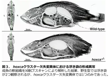 動物の発生を司るHoxクラスターは脊椎動物の進化過程で機能が多様化した(大学院理工学研究科 川村哲規 准教授)