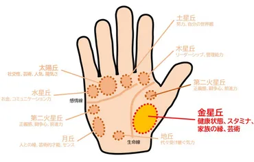 手相占い】金星丘の見方を解説！ そのふくらみが発達している人は愛情豊か？ 