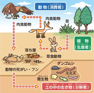 環境の世界：生態系のお勉強：日立キッズ