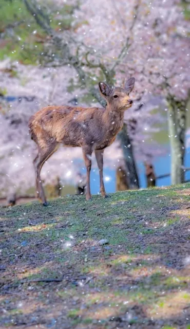 強力すぎる】告白される・恋が叶う！効果絶大待ち受け画像10選 