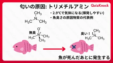 魚の生臭さ、消せる？原因と消臭方法を徹底解説！生臭さの原因と対策とは！？